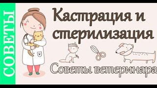 Кастрация и стерилизация, советы ветеринара