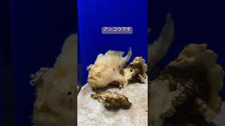 カエルアンコウ／東海大学海洋科学博物館［YouTube水族館］