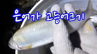 손바닥보다 훨씬큰 은어들이 이렇게많이..민물투망 합법지역에서 촬영 cast net fishing