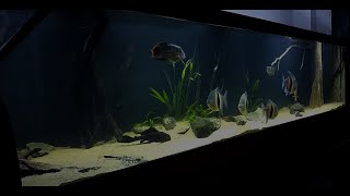 Amazone aquarium 3000L - 4m, Arowana,Stingray, Myleus, Pleco.