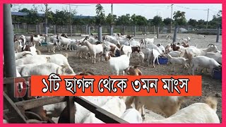 দেশের বৃহৎ ছাগলের আধুনিক খামার। অস্টেলিয়া বোর প্রজাতির ছাগল।