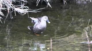 野鳥：カルガモの羽ばたき／スローモーション