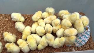 モフモフひよこ　fluffy chicks!!