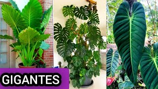 10 Plantas GRANDES para INTERIORES que son resistentes