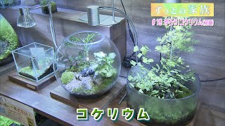 ずっとの家族「癒しのコケリウム（前編）」