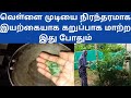 Natural remedy White Hair To Black Hair வெள்ளை முடியை நிரந்தரமாக இயற்கையாக கறுப்பாக மாற்ற இது போதும்