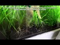 ultimate aquarium advice tips to a successful planted aquarium