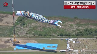 【速報】巨大こいのぼり晴天に泳ぐ 埼玉・加須、3年ぶり