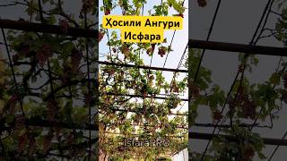 Исфара 2025-Ҳосили ангур#isfara #ворух #nature #food #исфара #свадьба #travel