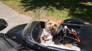 The Goodest Girl Goes Out For Pizza (Acclimating Dogs to Sidecar Riding)