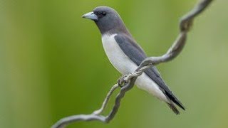 WHITE BREASTED WOOD SWALLOW BIRD|SOUND CALL@hmetv5490