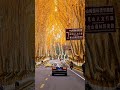 🇨🇳 nanjing autumn indus avenue you will not come to nanjing