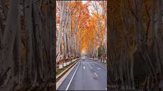 🇨🇳 Nanjing autumn Indus Avenue, you will not come to Nanjing | | |