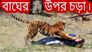 বাঘের উপর চড়া ll 🐅 ll Tiger ll facts ll