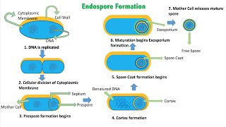 Spore | What is spore | Spore cycle and spore structure explained