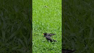 八哥鸟觅食 2 Myna birds searching for food