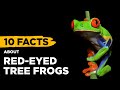 10 Fascinating Facts About Red-Eyed Tree Frogs