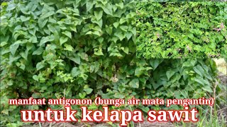 manfaat antigonon(bunga air mata pengantin) untuk kelapa sawit