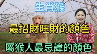 生肖屬相猴！屬猴人一生的招財色是什麼顏色？生肖屬猴人又忌諱什麼顏色？本期視頻講述屬猴人顏色運勢！#風水 #生肖 #智慧