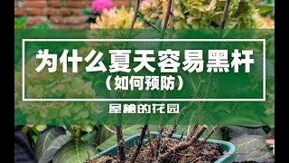 【屋檐园艺课堂】为什么夏天月季容易黑杆，如何预防