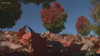 Fall allergies are what's going around