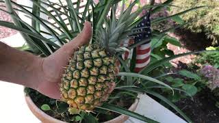 Pineapple planting