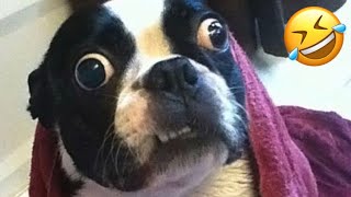 Funniest Cats And Dogs Videos 😂🤣- Best Funny Animal Videos 2023 🤪