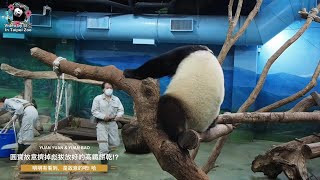 20220411 圓寶故意擠掉，彪拔放好的高纖餅乾！？ The Giant Panda Yuan Bao and Yuan Yuan