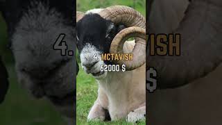 🐑 Top 5 Most Expensive Sheep Ever Sold! 💰