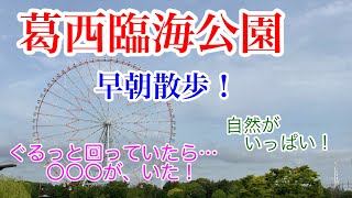 【葛西臨海公園】早朝散歩‼️日曜日の午前7時、人は少なめ静かな時間。可愛い動物に遭遇しました。