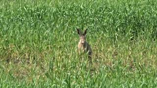 Hasen Hase Feldhase Frühstück morning Routine Rabbit der echte  Osterhase es gibt ihn wirklich