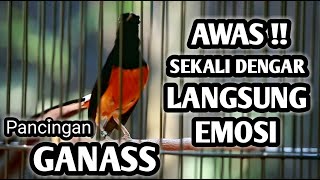 MURAI BATU GACOR FULL ISIAN TEMBAKAN KASAR KRETEKAN GANAS MEMANCING EMOSI MURAI BATU LANGSUNG GACOR