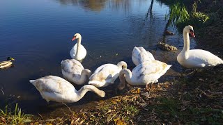 2024.11.07 Погожий ранок☀️☀️☀️ лебеді 🦢♥️Swan family 🦢 Cisnes🦢