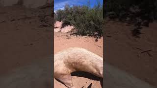 ARIZONA FERAL #HOG #HUNTING WITH A #SWORD! 🐗🫀🗡️