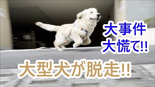 一瞬の隙に大型犬が逃走。都心を逃げ回りパニック寸前!!ゴールデンレトリバーの子犬ティト。