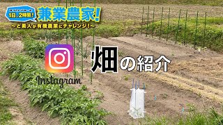 【インスタライブ】畑の紹介をします！農農業初心者が有機農業にチャレンジ野菜栽培副業【2021.5.16】