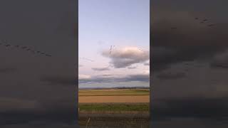 飛び立つマガン（Greater white-fronted goose）の群れ（BIRDER編集部）