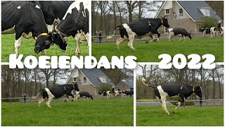 KOEIEN weer naar BUITEN!! | KOEIENDANS 2022 | Boer Gerrit vlogt