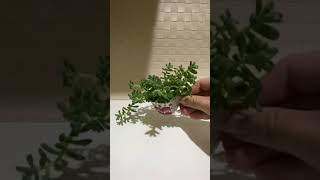 Succulent 多肉植物 喜喜 爆盆 plant