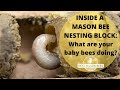 Part 1 - What Are Your Baby Bees Doing? Look Inside a Mason Bee Nesting Block