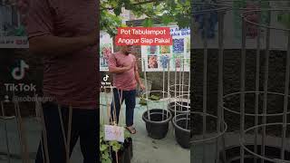 Pot Tabulampot Anggur Siap Pakai I Gak Perlu Repot Buat Sendiri