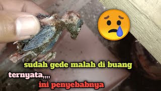 Ini yang saya lakukan ketika murai indukan buang anak