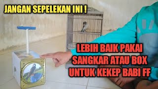 KEKEP BABI FF HARIAN LEBIH BAIK DI SANGKAR ATAU BOX ?