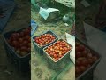 hydroponic tomato harvesting live video