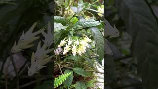 2024.11.27開花植物-流星毬蘭（夾竹桃科）