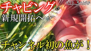 【チャビング】チャビング新規開拓でチャンネル初の魚が登場！？【レイン坊ちゃんねる～Rainbow’ｓ Japanese Fishing Life～】