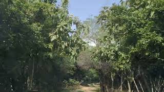 pocharam reserved forest wild life sanctuary