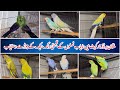 Multan Sunday Birds Market Rasheedabad 24 November 2024 | pakistan bird market video par 1