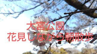 大宮公園　桜を見ながら朝散歩　お花見散歩