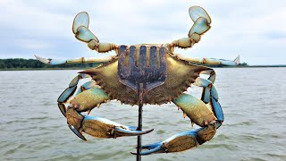 Crabbing for WORLD FAMOUS Chesapeake Bay Blue Crabs